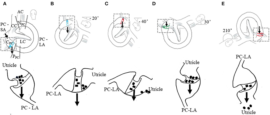 Supine Position Dimensions & Drawings