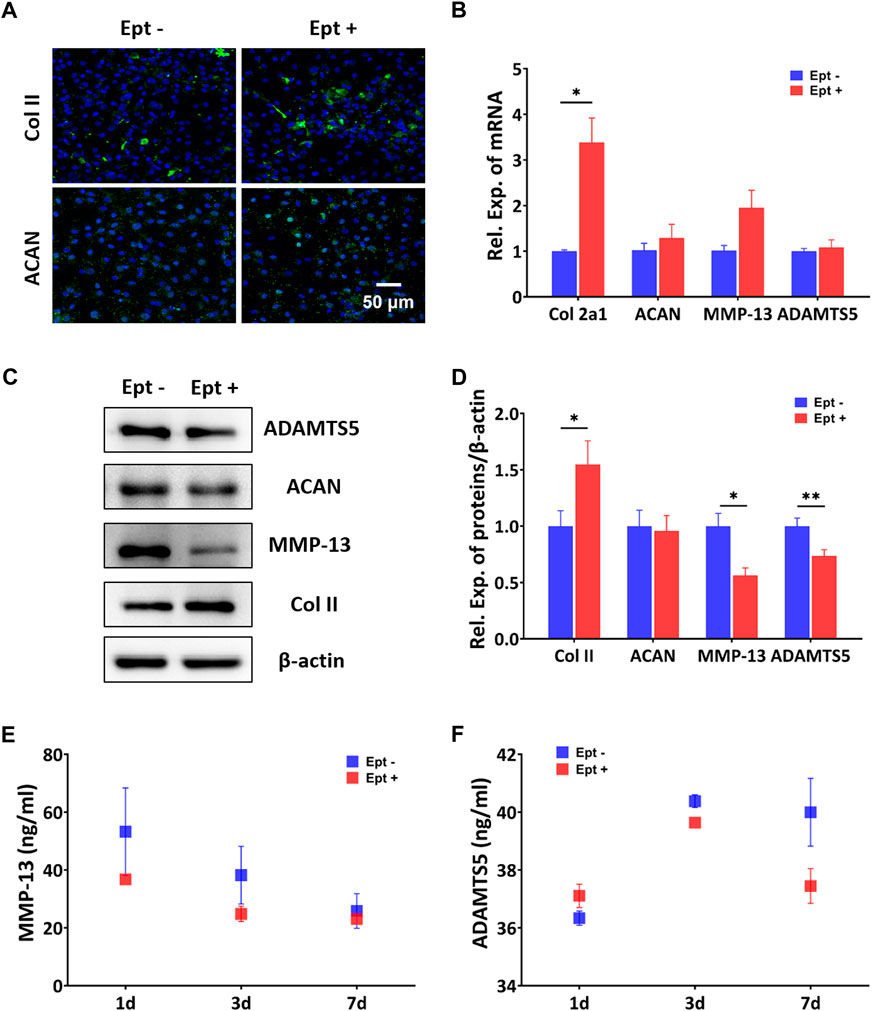 Regulation of MMP-3 expression and secretion by the chemokine eotaxin-1 in  human chondrocytes, Journal of Biomedical Science