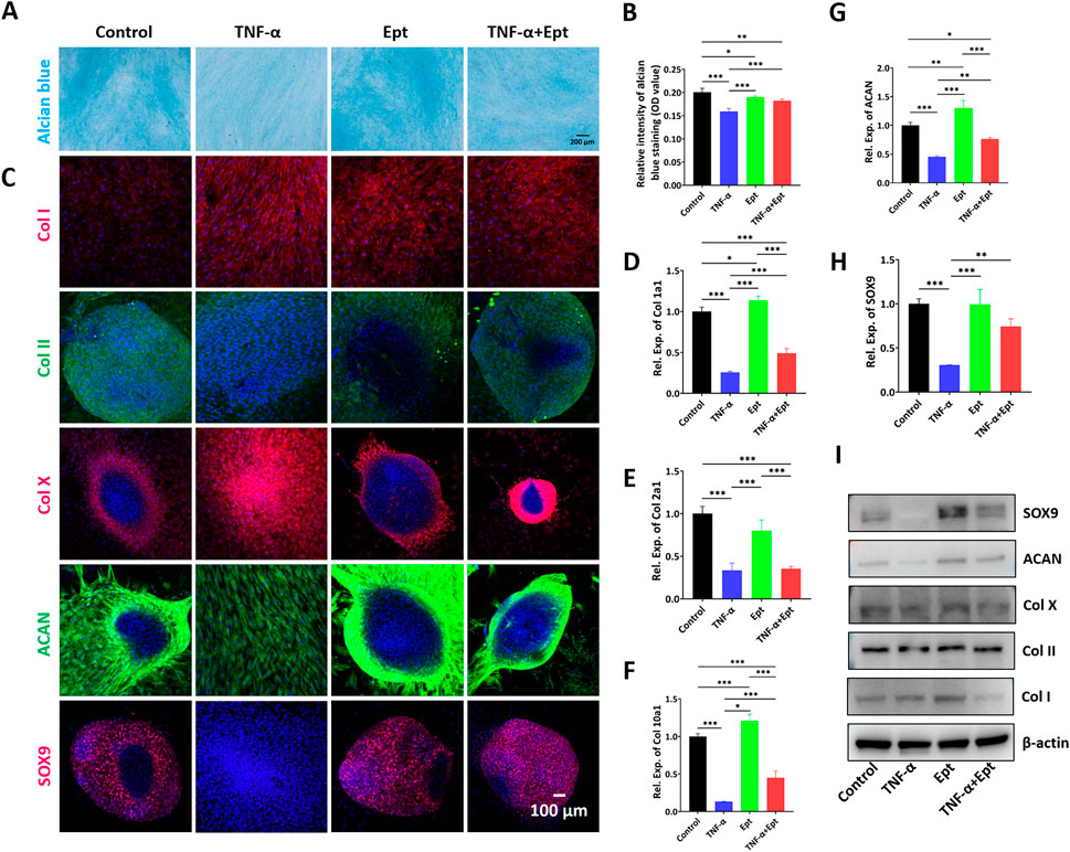 Regulation of MMP-3 expression and secretion by the chemokine eotaxin-1 in  human chondrocytes, Journal of Biomedical Science