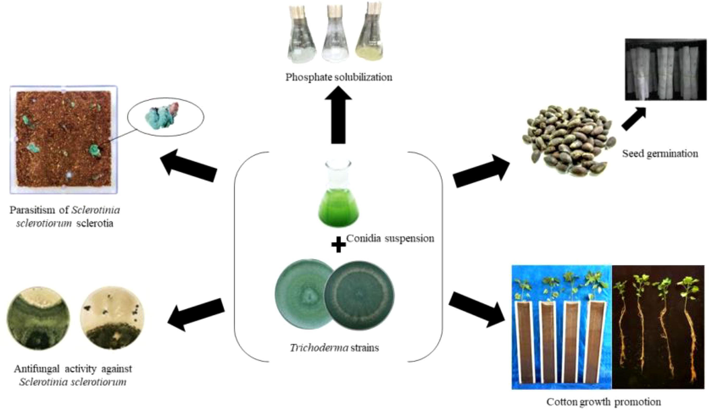 Frontiers  Dual functionality of Trichoderma: Biocontrol of Sclerotinia  sclerotiorum and biostimulant of cotton plants