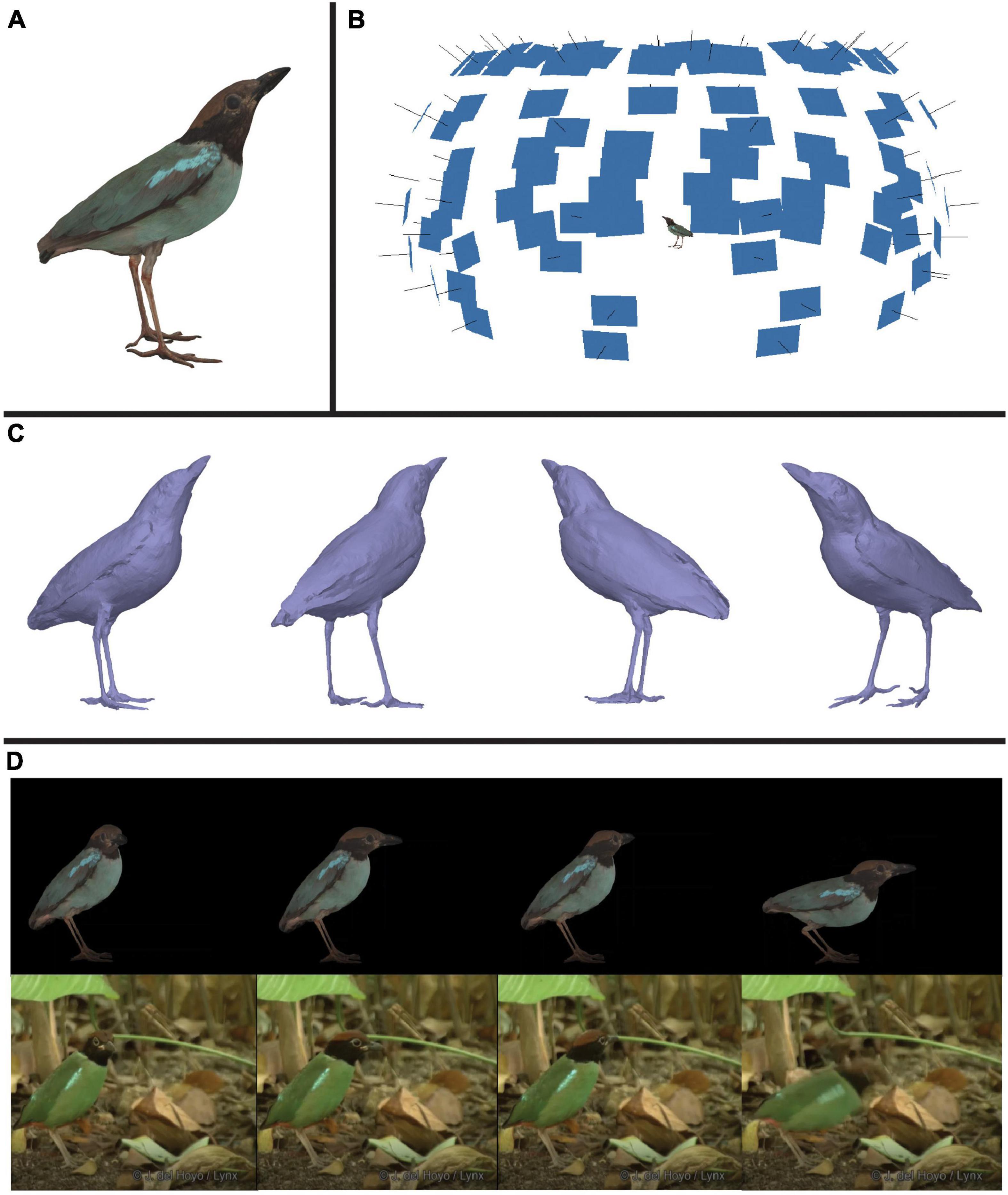 Low poly birds :p - Creations Feedback - Developer Forum