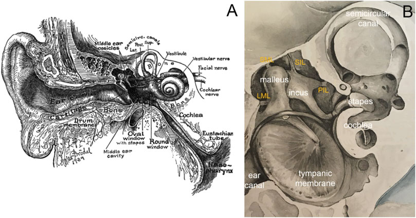 Detail of stapes human middle ear bone - Stock Image - C005/8798