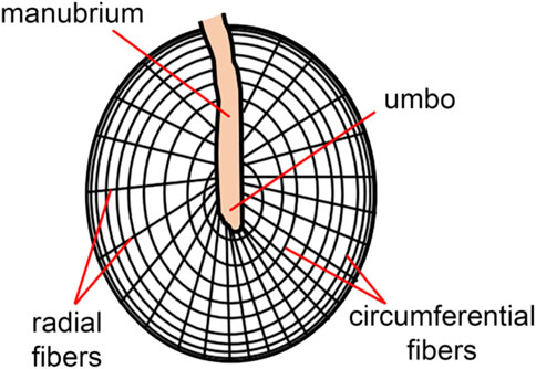 www.frontiersin.org