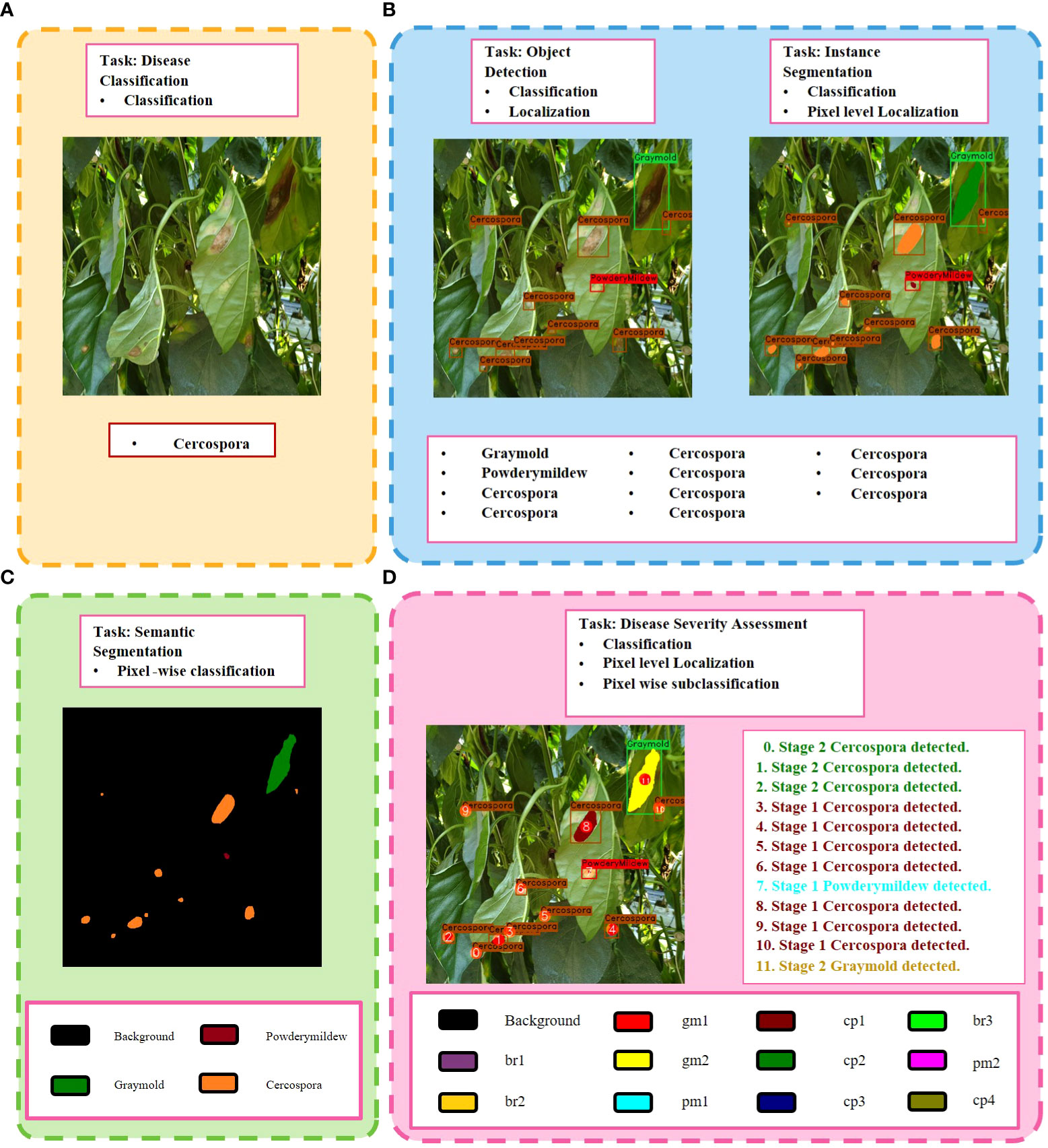 Plant stem tissue modeling and parameter identification using