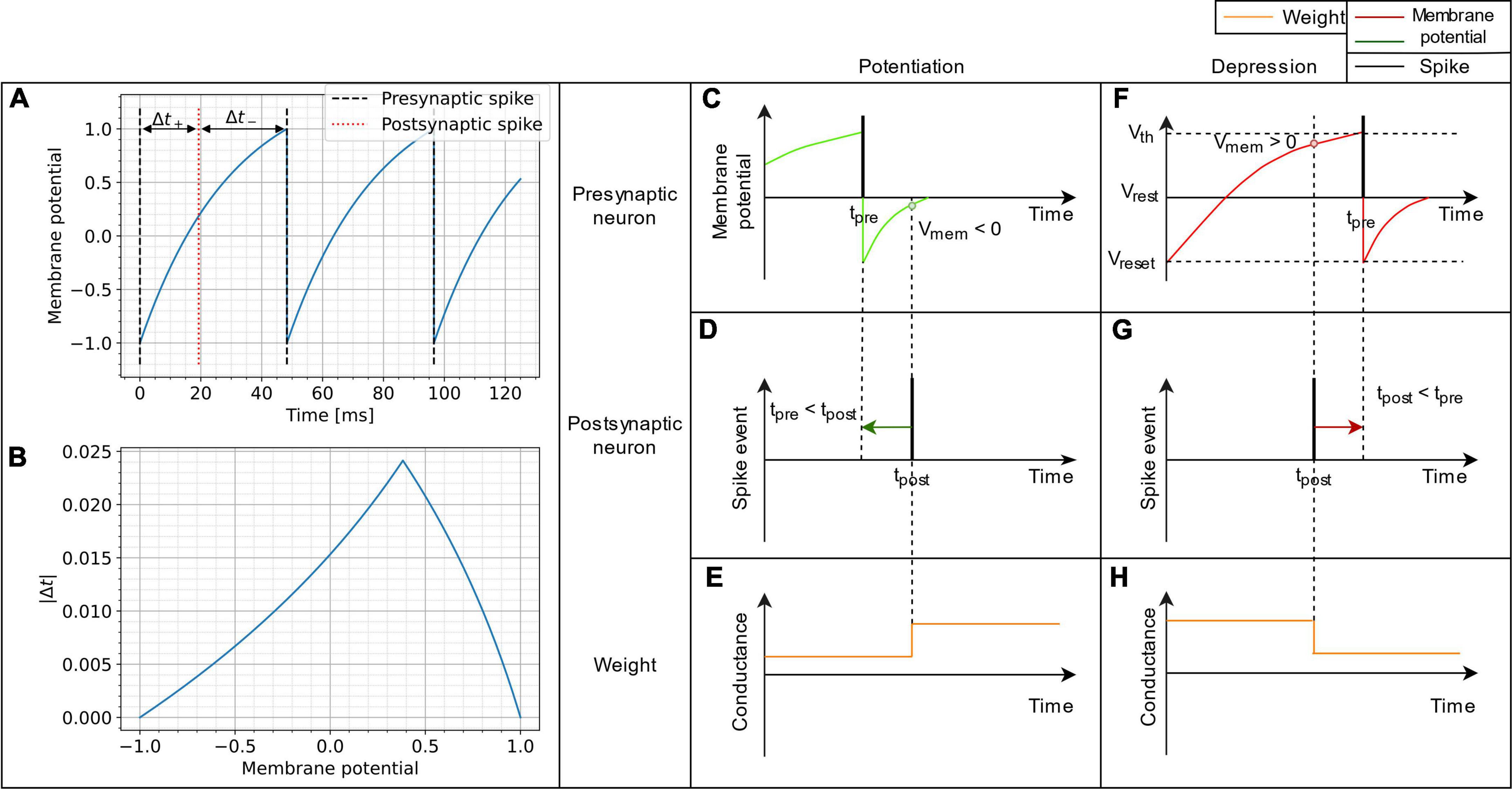 Frontiers  Synaptic Plasticity in Memristive Artificial Synapses