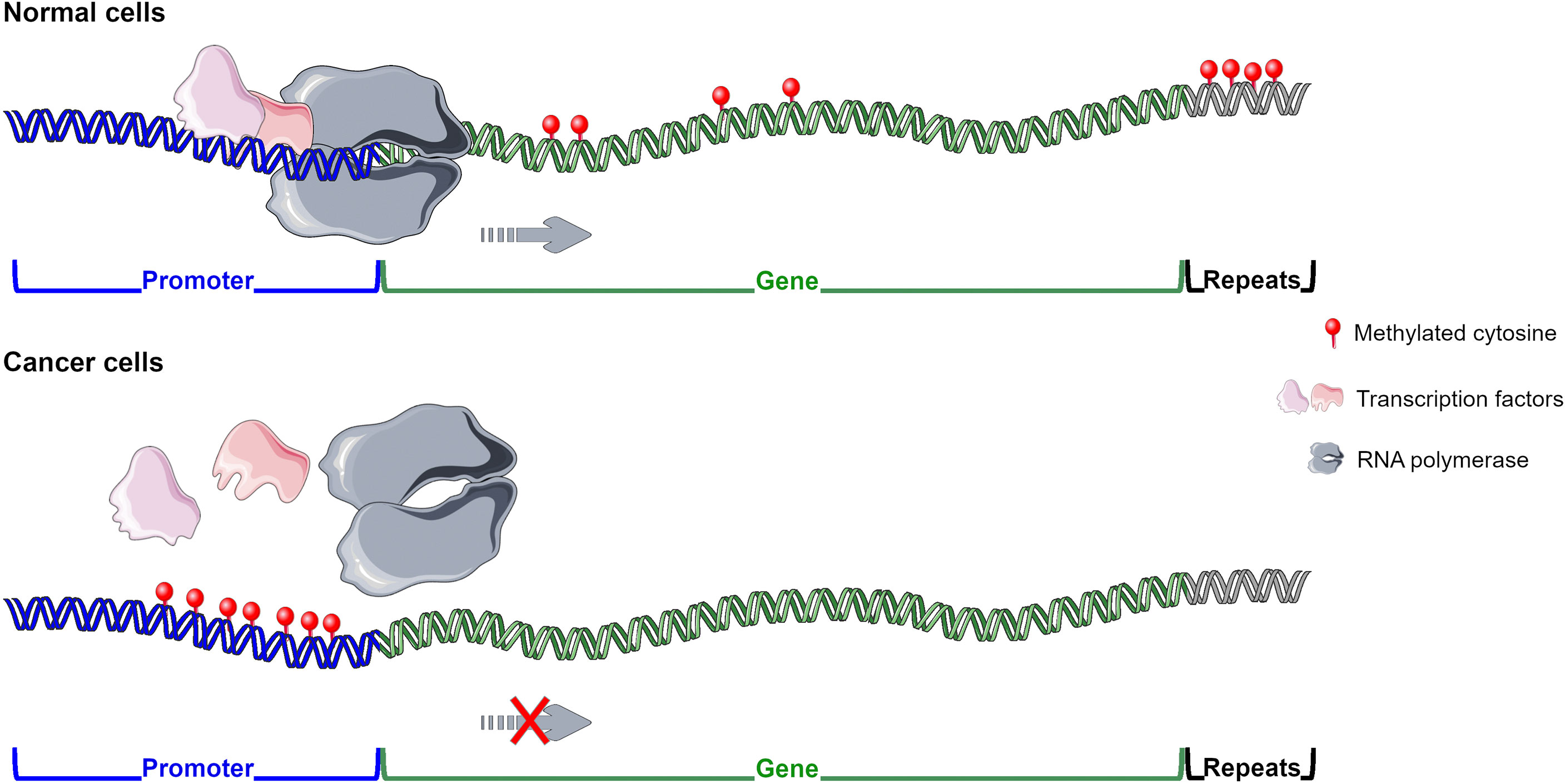 Histone methylation changes are required for life cycle progression in the  human parasite Schistosoma mansoni