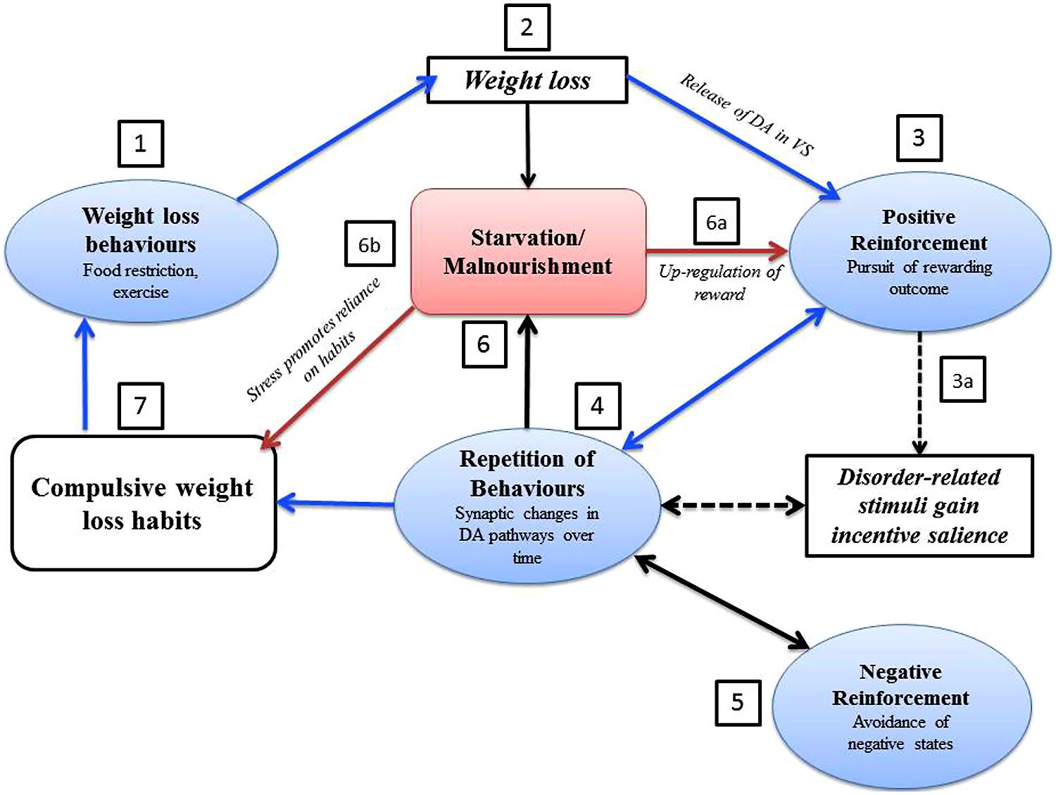 Frontiers | Compulsivity in anorexia nervosa: a ...