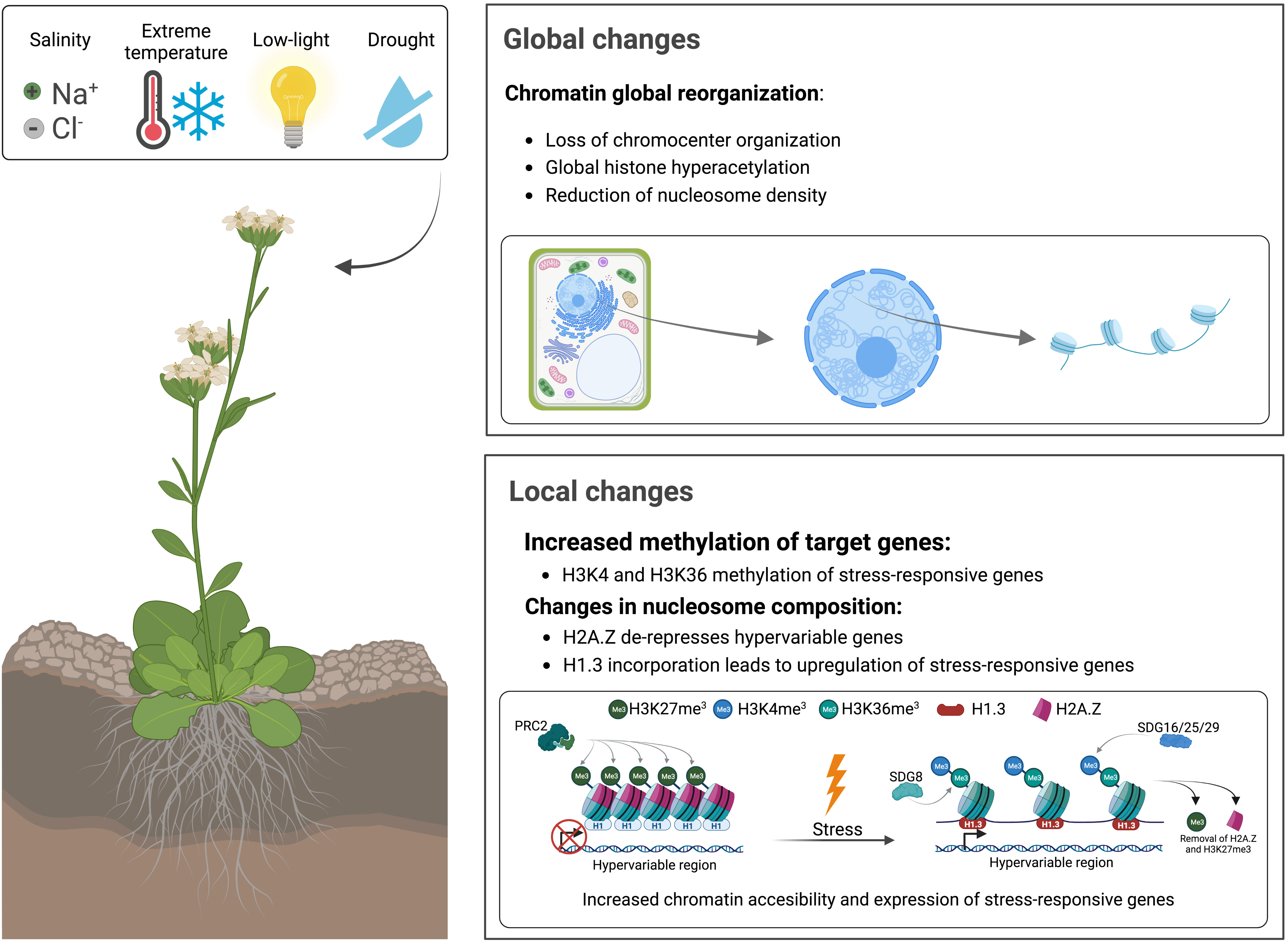 Frontiers Histone variants and modifications during abiotic stress response picture image pic