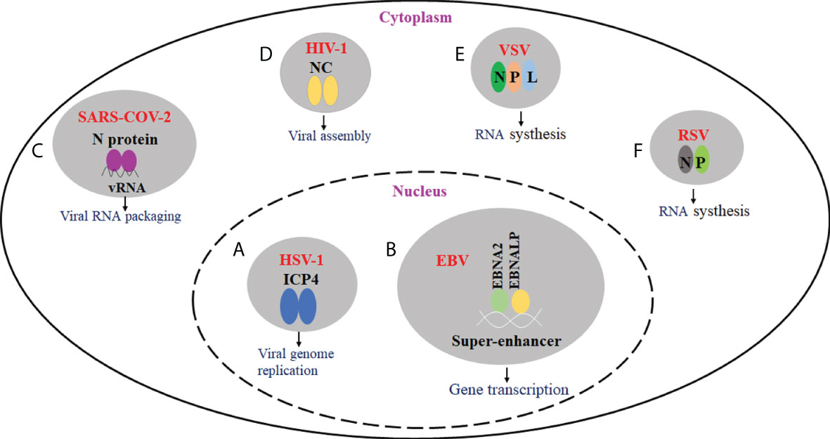 Liquid–liquid phase separation in tumor biology