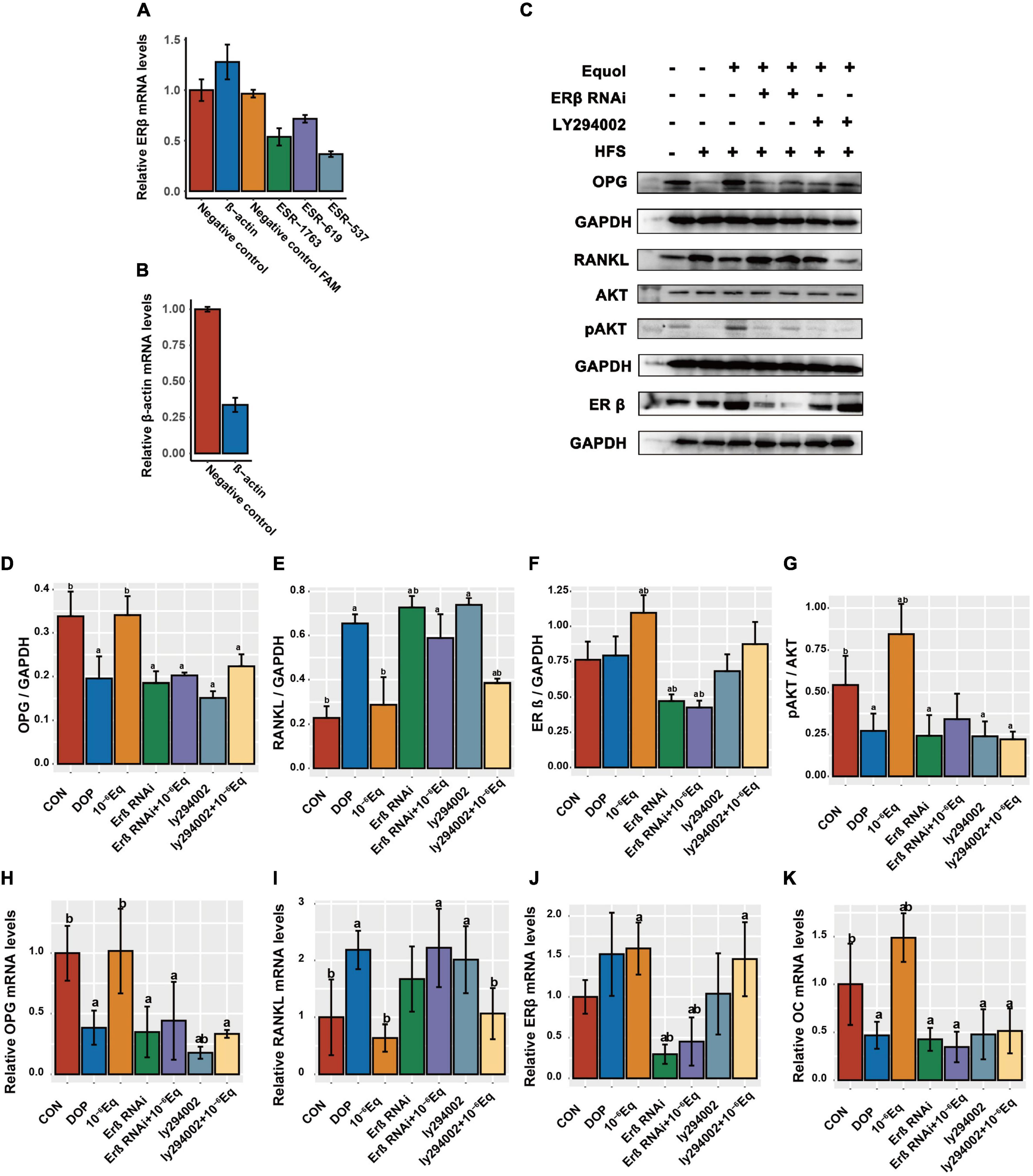 Frontiers | S-Equol enhances osteoblastic bone formation and