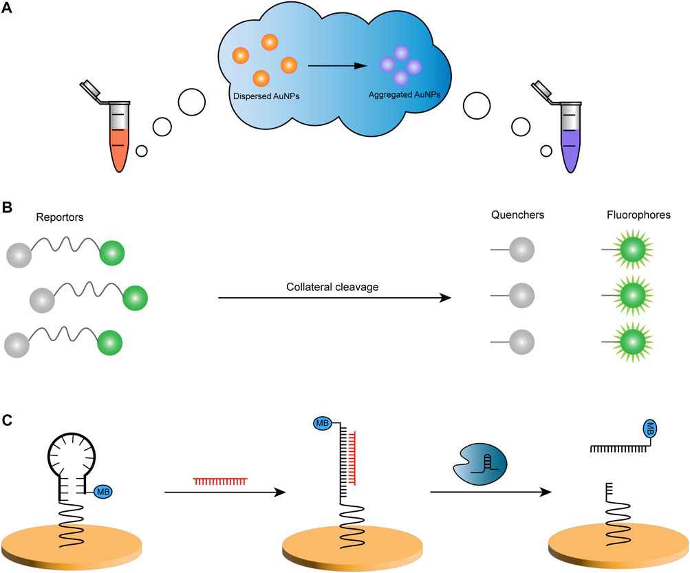 New Insights for Biosensing: Lessons from Microbial Defense Systems