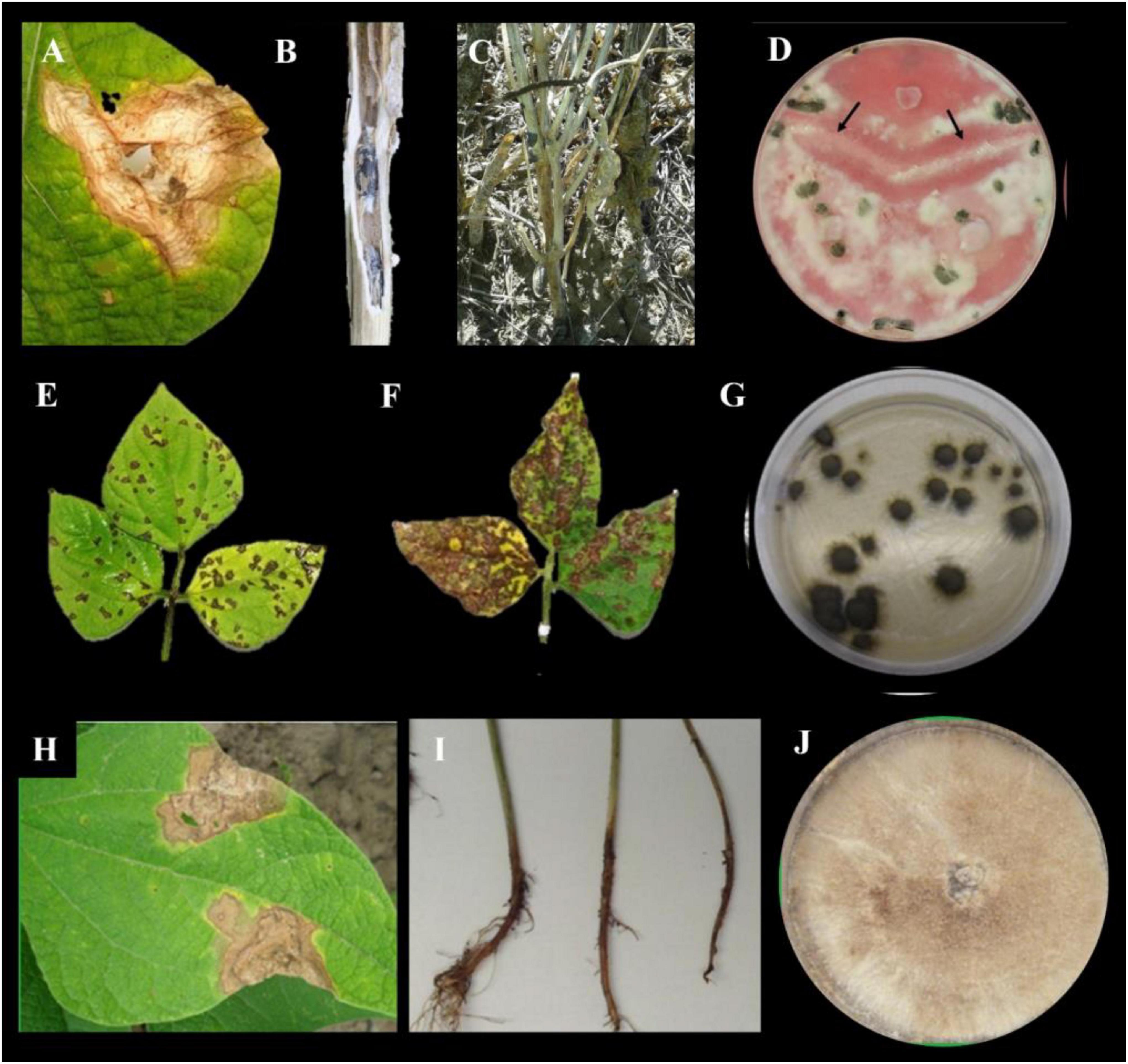 Frontiers  Characterization of fungal pathogens and germplasm