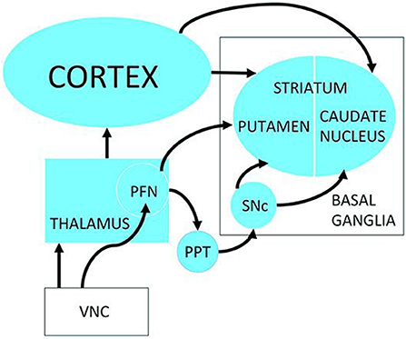 www.frontiersin.org