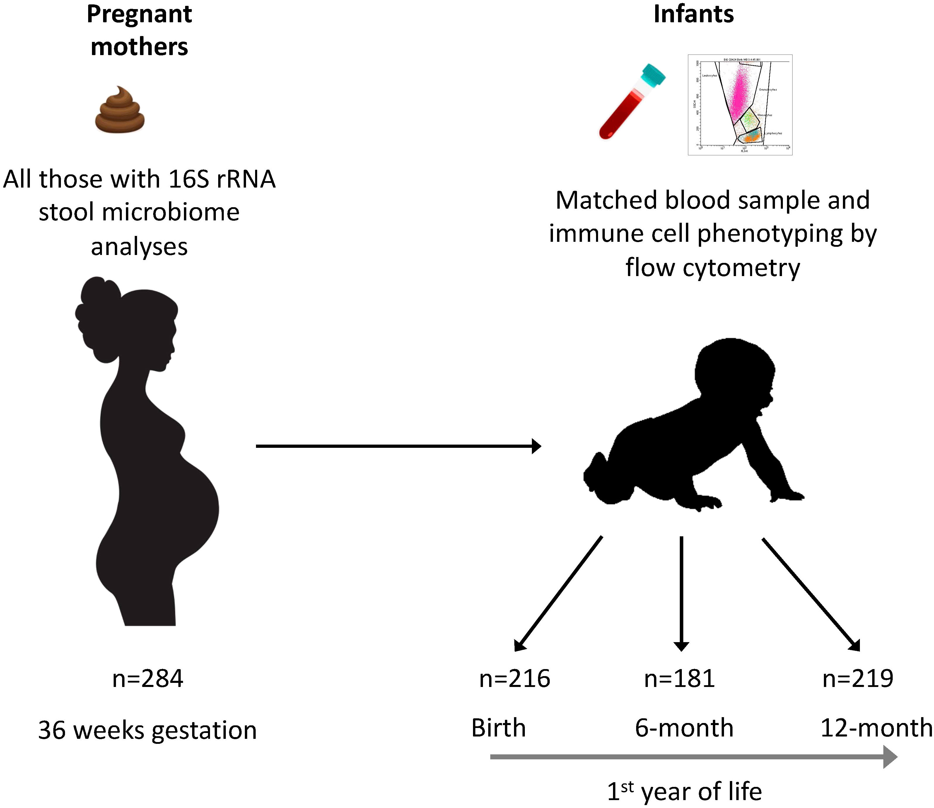 Frontiers Maternal Gut Microbiota During Pregnancy And The 