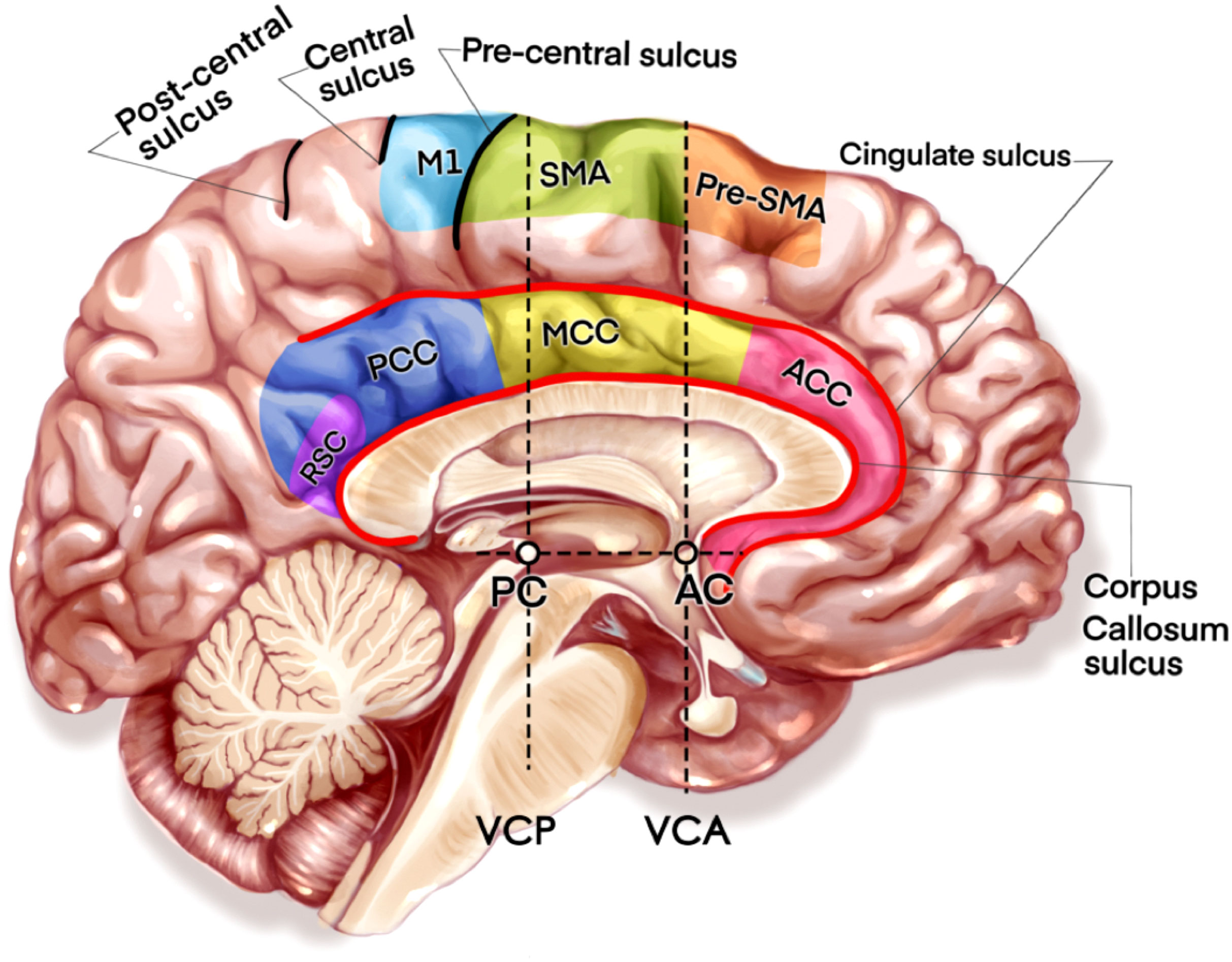 Omerta cortex