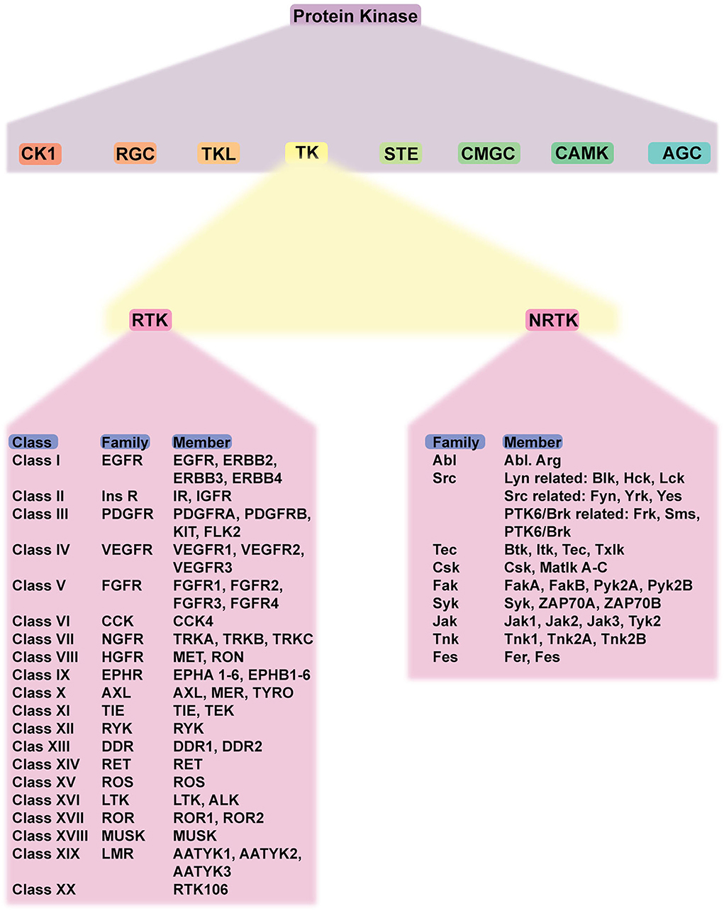 Frontiers | The two facets of receptor tyrosine kinase in