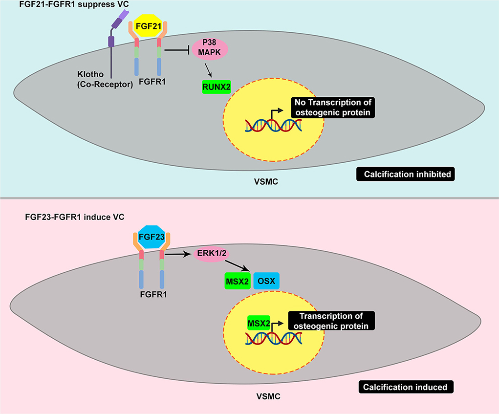 Frontiers | The two facets of receptor tyrosine kinase in