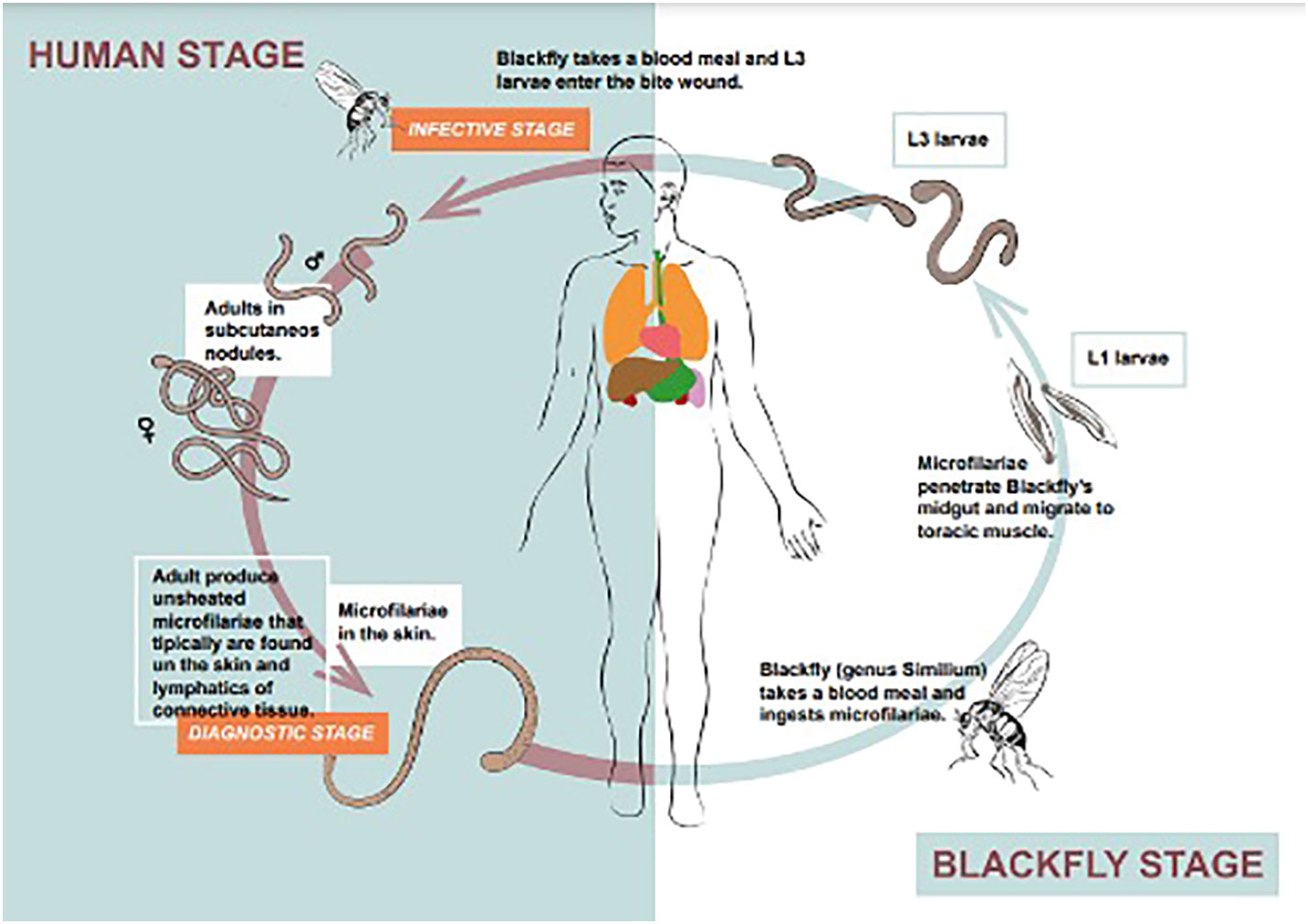 Frontiers  Onchocerciasis: Current knowledge and future goals