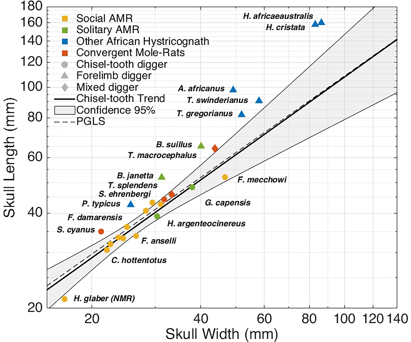 Frontiers  Allometric and Phylogenetic Aspects of Stapes