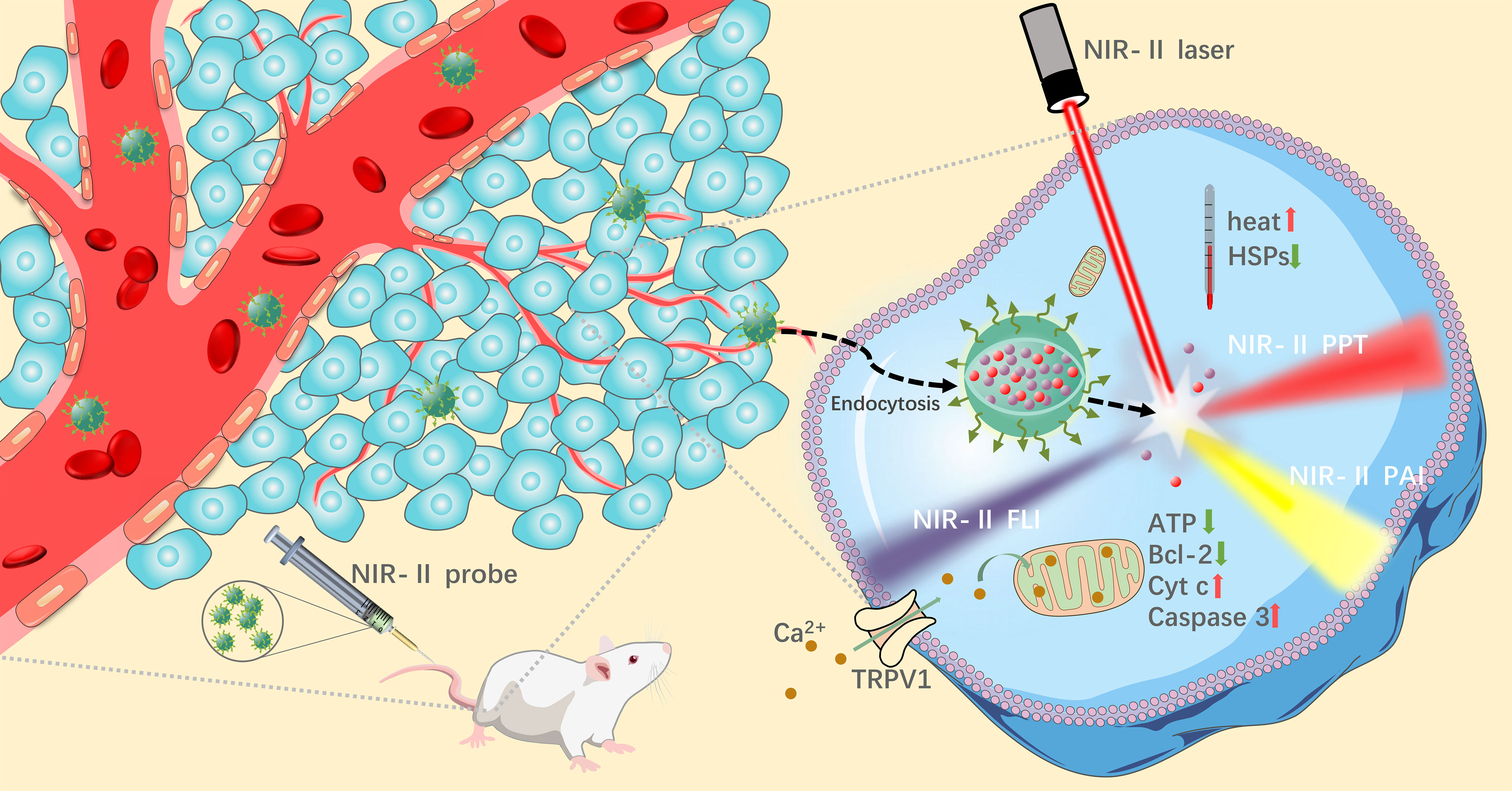 Frontiers  Tumor imaging and photothermal therapy in second near