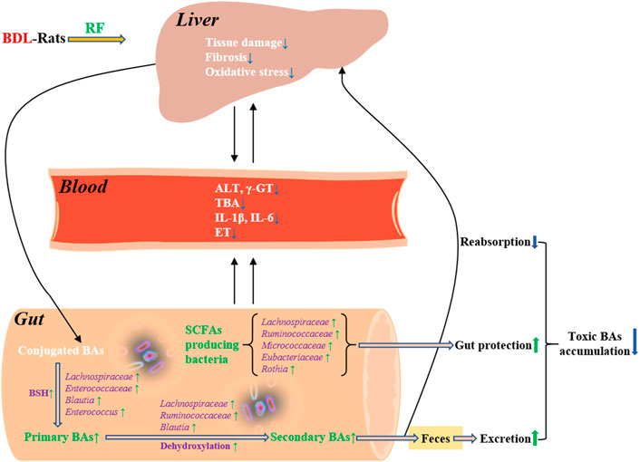 Gamma glutamil transpeptidasa alta