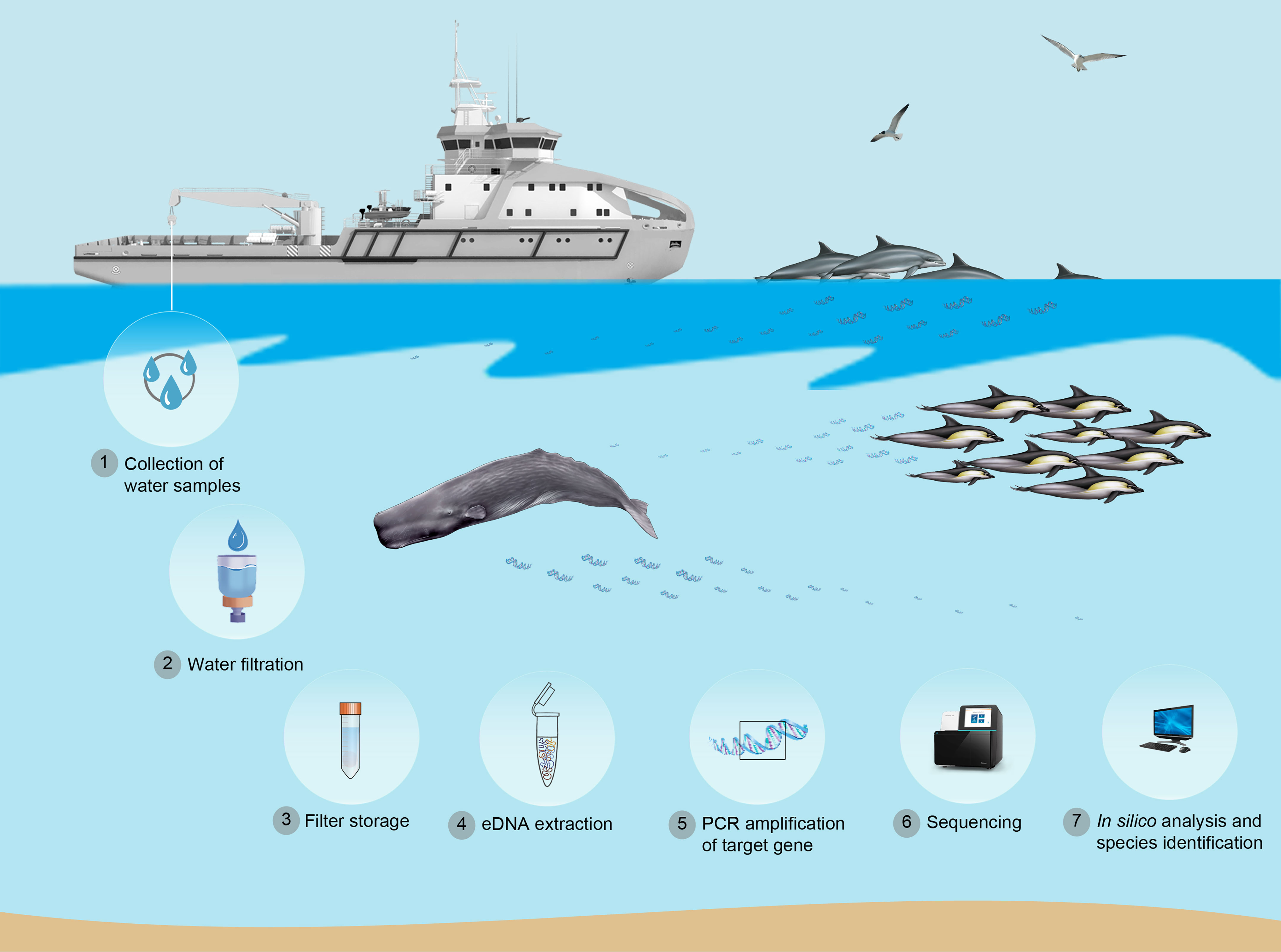 Frontiers  Environmental DNA (eDNA) for monitoring marine mammals:  Challenges and opportunities