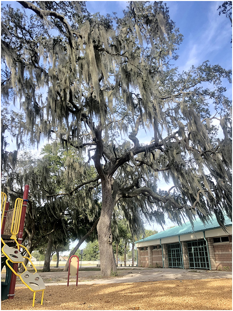 Figure 1 - Urban tree at a playground in Tampa Florida.