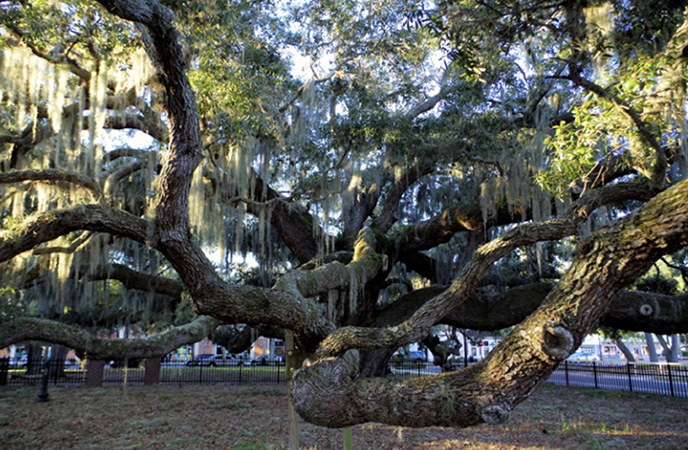 Figure 3 - As trees grow older and bigger, the benefits they provide increase.