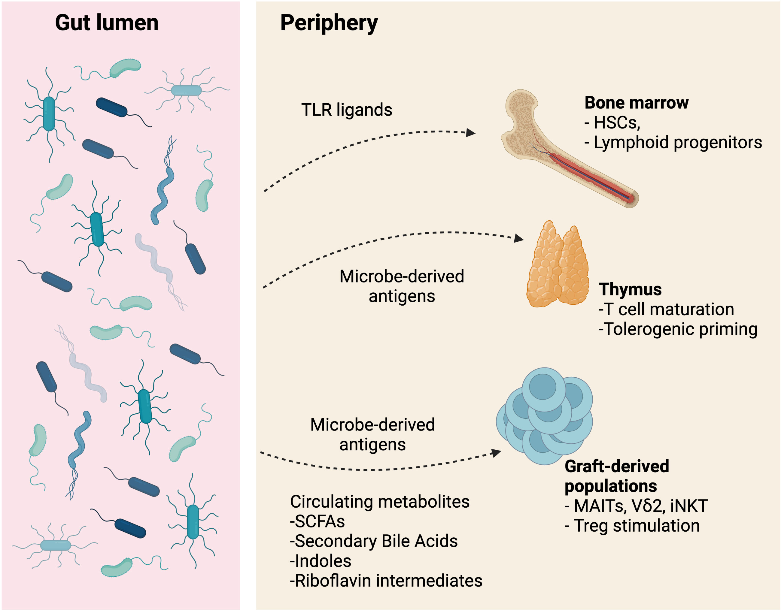 PDF) Age-related immune cell dynamics influence outcomes after allogeneic  haematopoietic cell transplantation