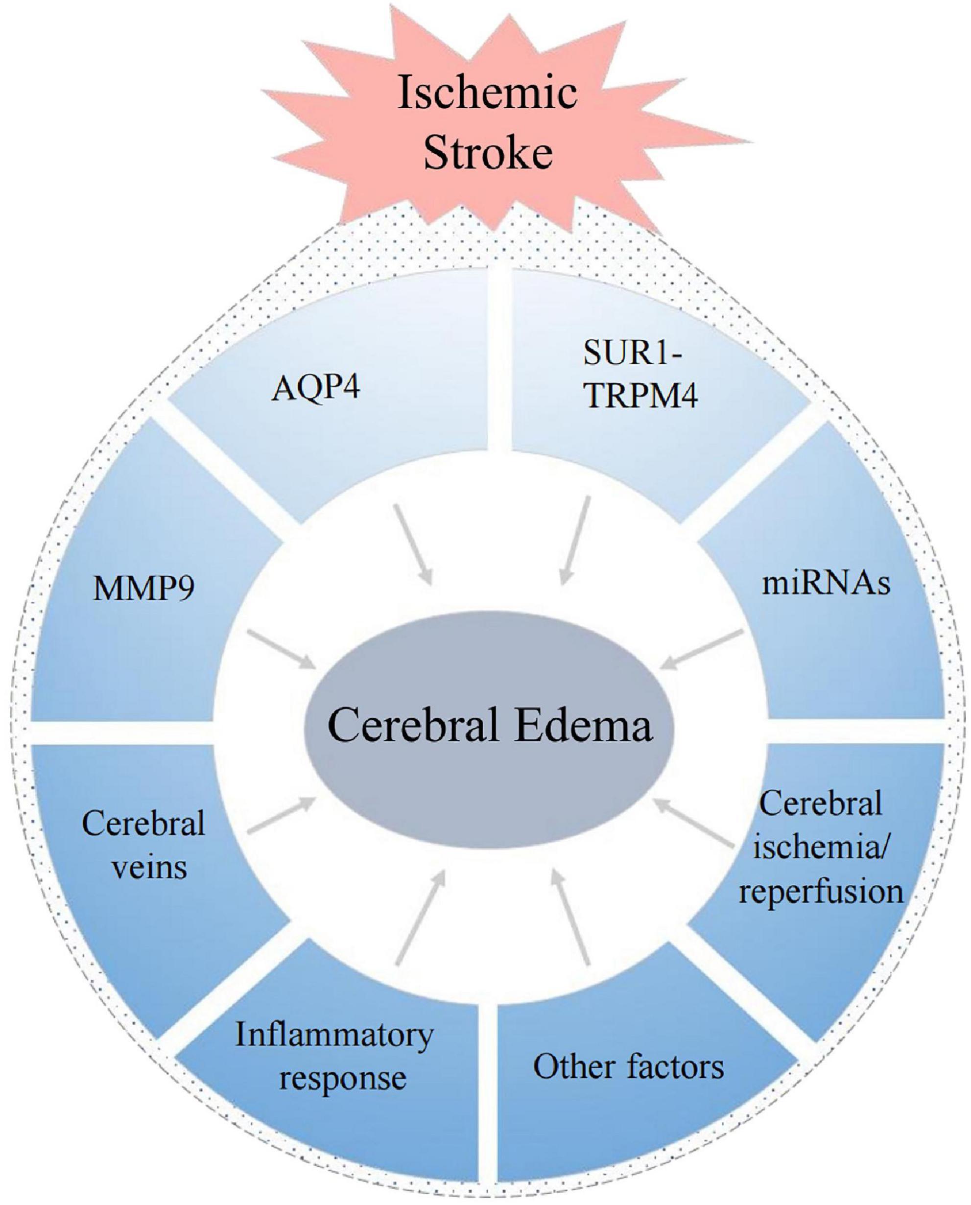 A Fluorogenic ONOO–-Triggered Carbon Monoxide Donor for Mitigating Brain  Ischemic Damage