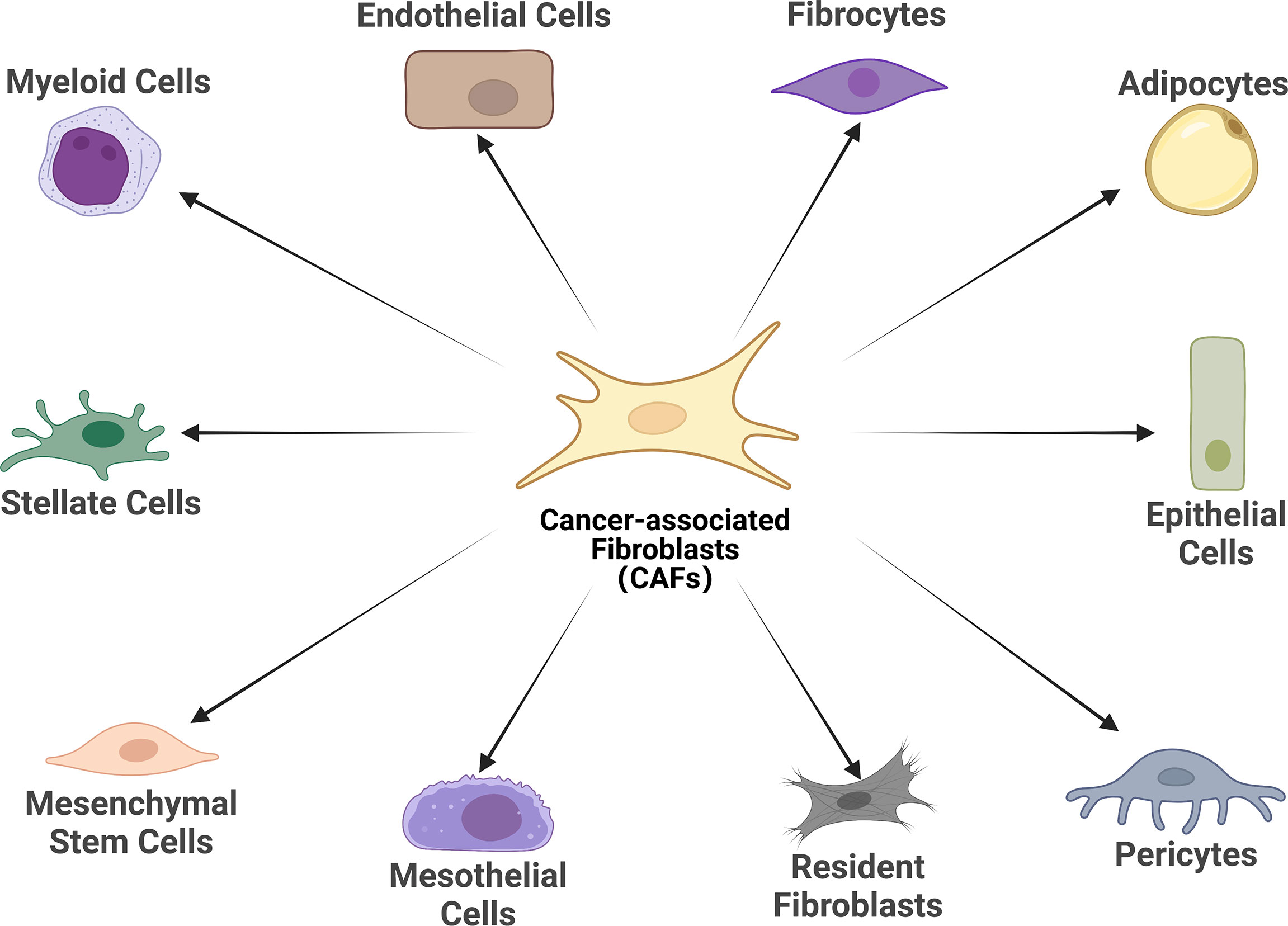 Simple gene signature to assess murine fibroblast polarization