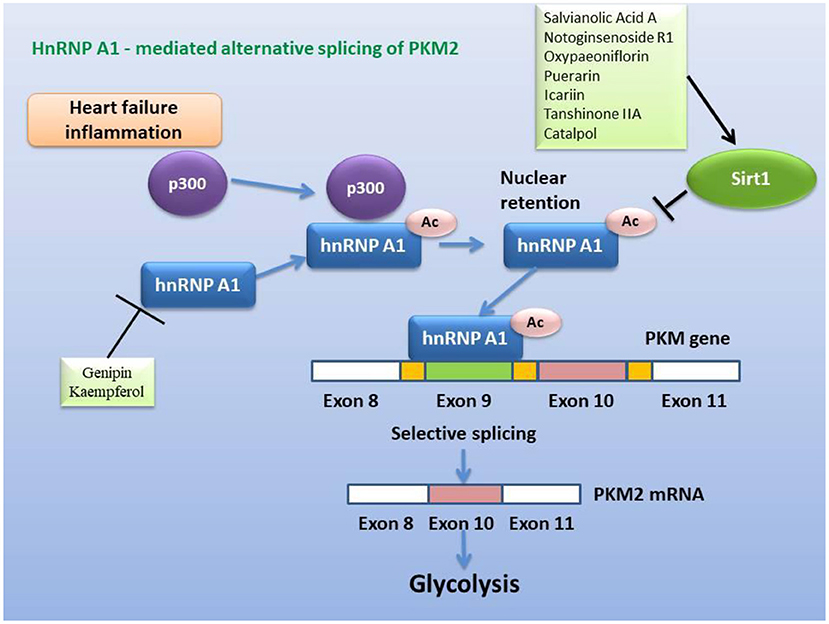 Frontiers | Mechanism of tonifying-kidney Chinese herbal