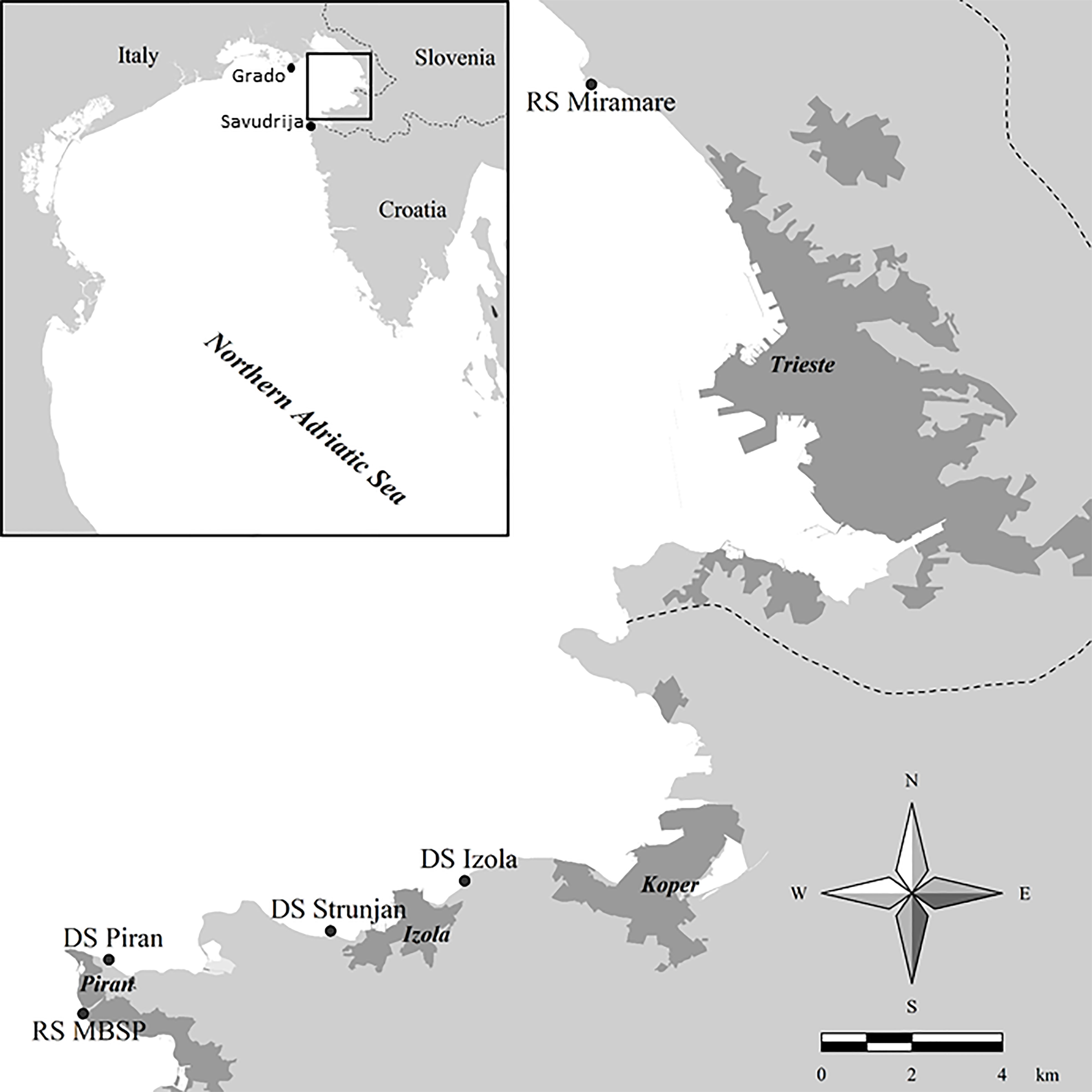 Conservation Treatment Report Trieste