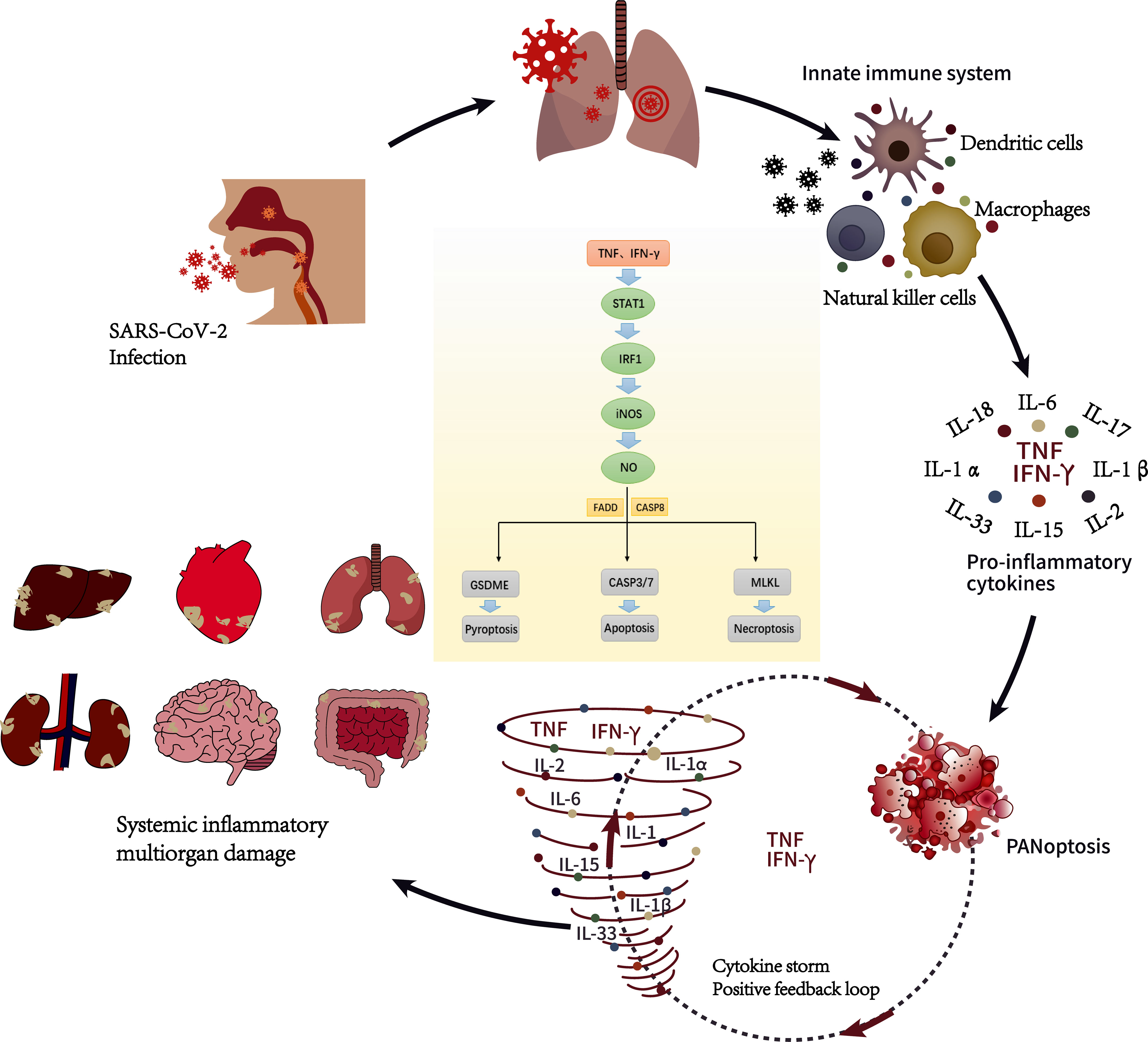 Frontiers | Immune response induced by novel coronavirus infection