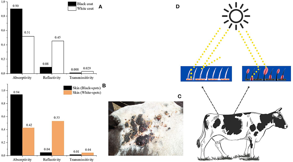 Influence of dietary fiber content and horn status on thermoregulatory  responses of Brown Swiss dairy cows under thermoneutral and short-term heat  stress conditions - ScienceDirect