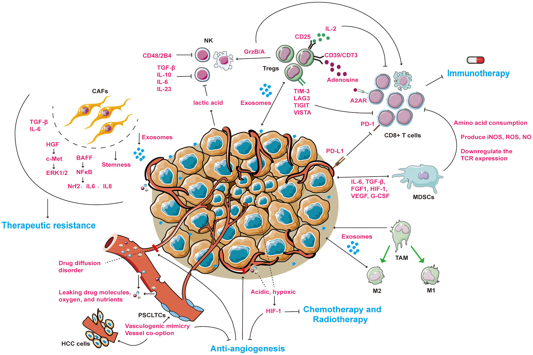 Frontiers | Overcoming the therapeutic resistance of hepatomas by ...