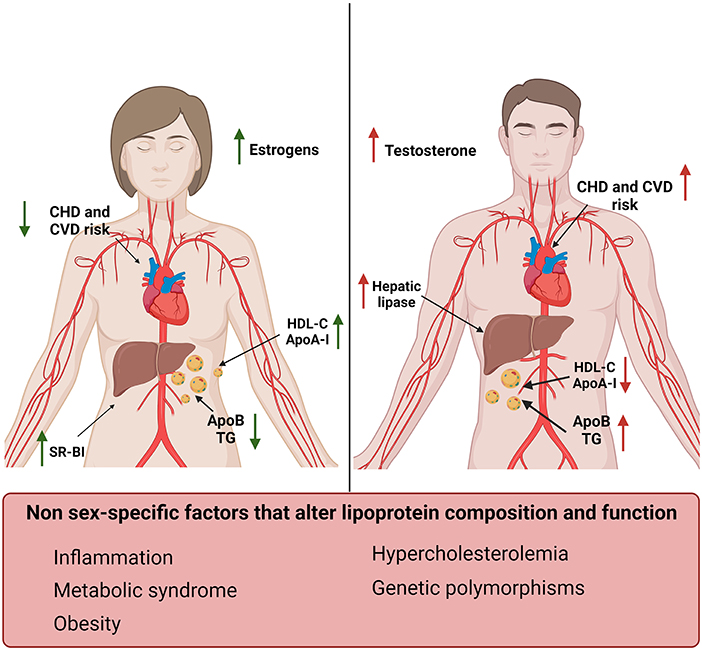 Drinks Full Tait Rep Sex Videos - Frontiers | Crosstalk between high-density lipoproteins and endothelial  cells in health and disease: Insights into sex-dependent modulation