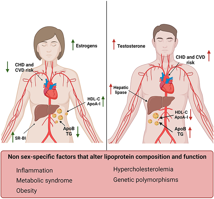 702px x 651px - Frontiers | Crosstalk between high-density lipoproteins and endothelial  cells in health and disease: Insights into sex-dependent modulation