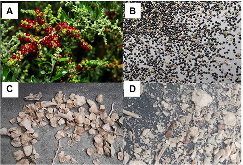 Frontiers | Utilization of the halophytic shrubs Atriplex