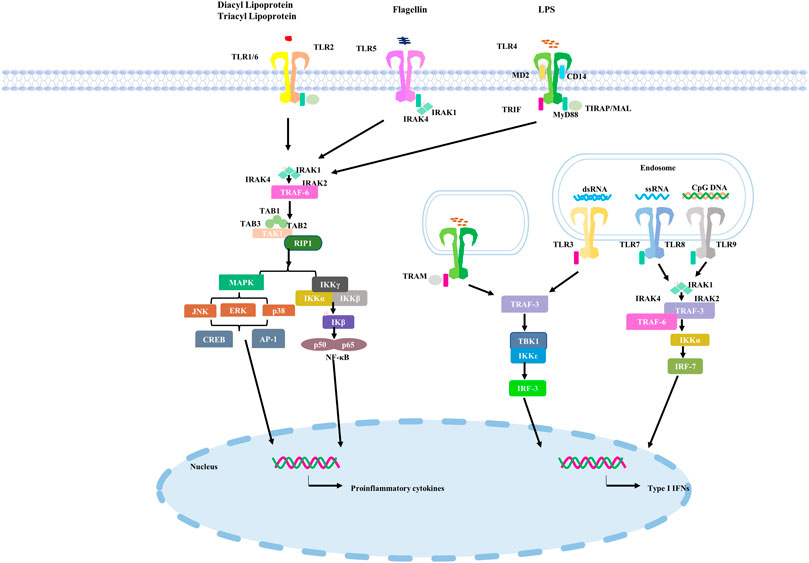 Voorvoegsel Proportioneel Vakantie Frontiers | Toll-like receptor (TLRs) agonists and antagonists for COVID-19  treatments