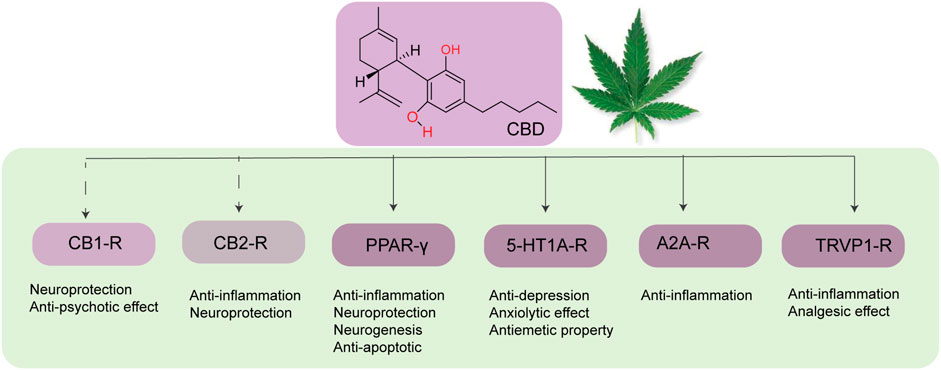 New Study: Cbd Can Improve Parkinson's Symptoms in Round-Rock-Texas thumbnail