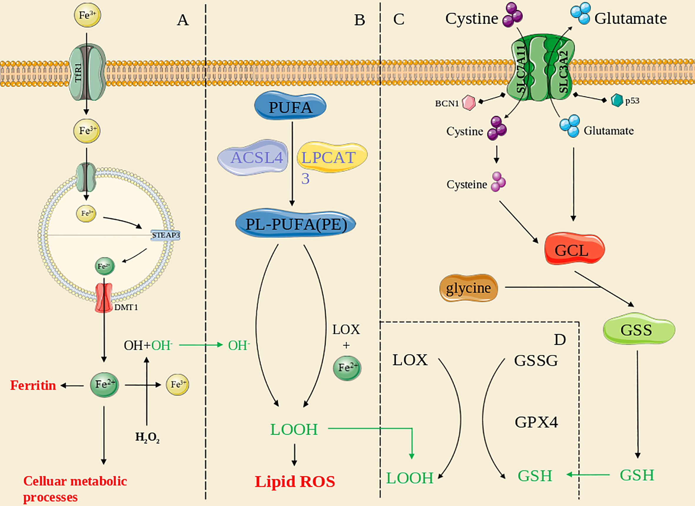 Mitochondrial defects caused by PARL deficiency lead to arrested  spermatogenesis and ferroptosis