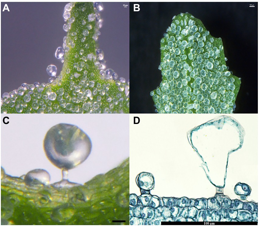 The Art of Forming Uniform Gas Bubbles in Liquid