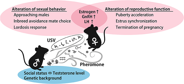 Frontiers Sexual Attractiveness Of Male Chemicals And Vocalizations 