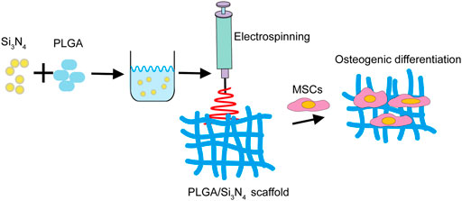 In vitro biocompatibility of PUR=LV scaffolds. Calcein staining of