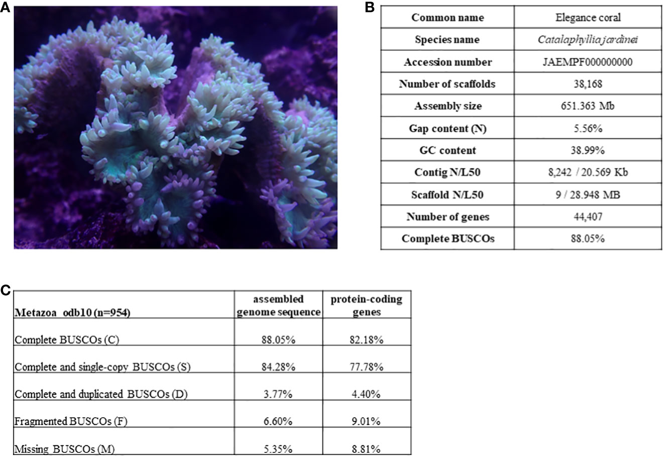 Frontiers | Genome of elegance coral Catalaphyllia jardinei
