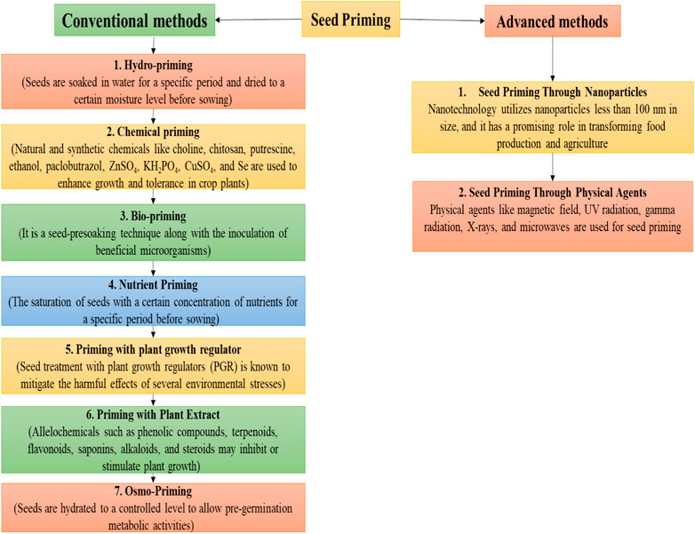 PDF) Effects of the size of sown seed on growth and yield of