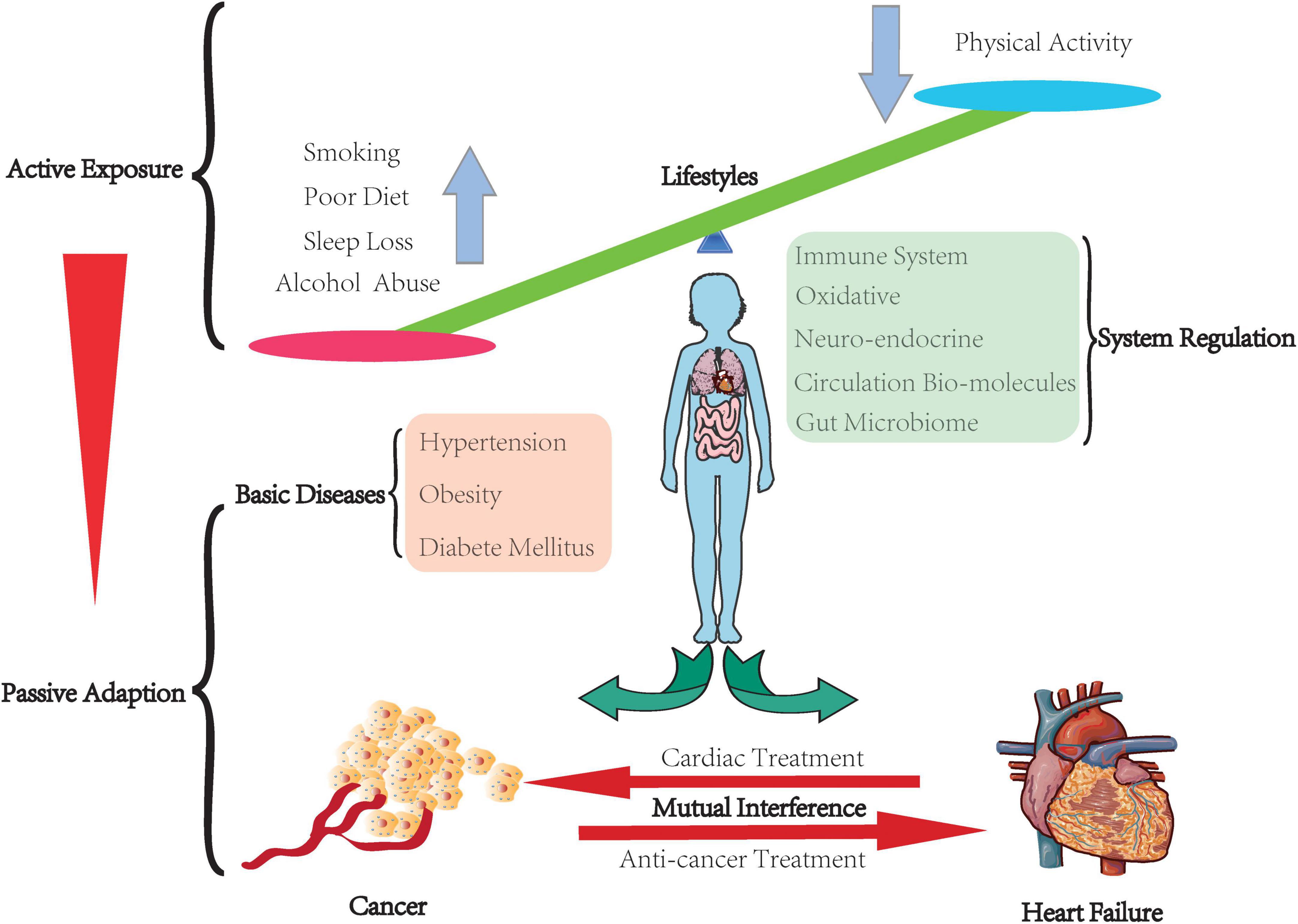 Frontiers | Heart failure and cancer: From active exposure to 