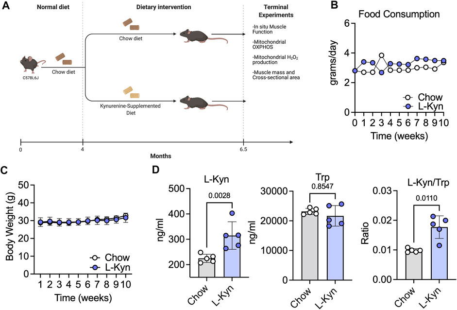 Frontiers | Increasing plasma L-kynurenine impairs mitochondrial