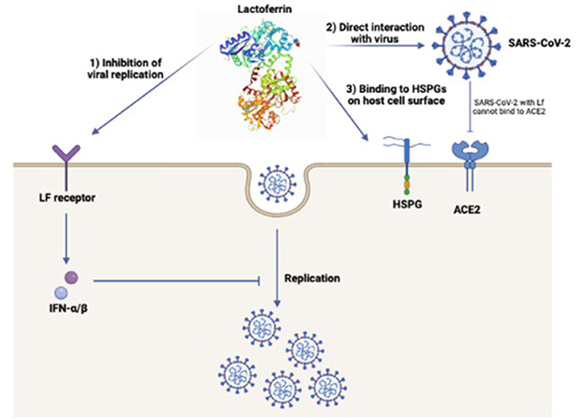 S. aureus enhances replication of SARS-CoV-2 in vitro through the bacterial  iron-regulated surface determinant protein A